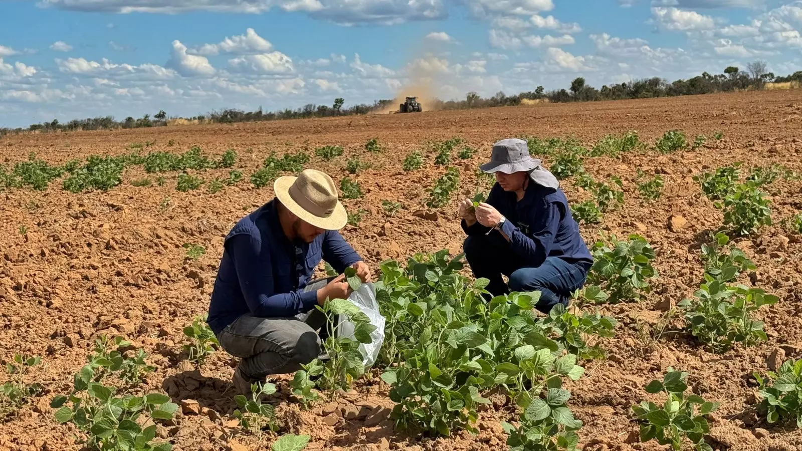 Contagem regressiva para o Vazio Sanitário da Soja reforça compromisso do agro baiano com a sanidade das lavouras